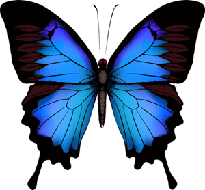 butterfly2022