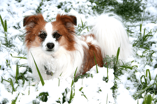 Toby-in-snow